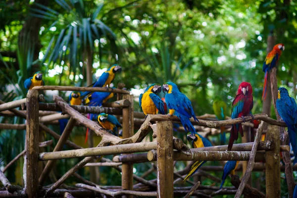 Een heleboel macaws blauw-en-gele en rode aras zittend op de zemelen — Stockfoto
