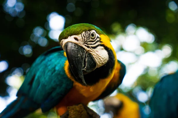 Verde loro grande sentado en la rama y mirando a la cámara — Foto de Stock