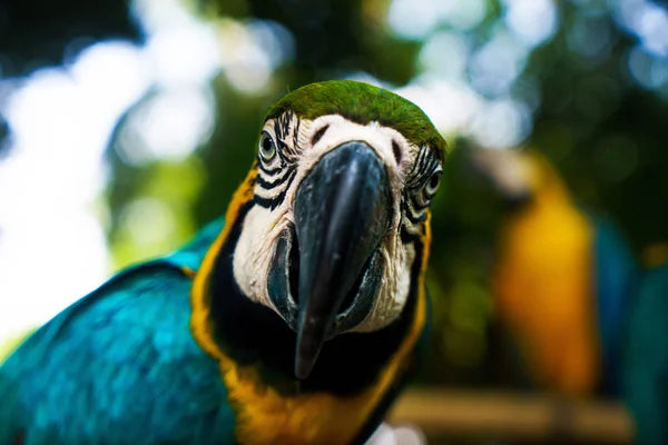 Papagaio grande verde sentado no ramo e olhando para a câmera — Fotografia de Stock