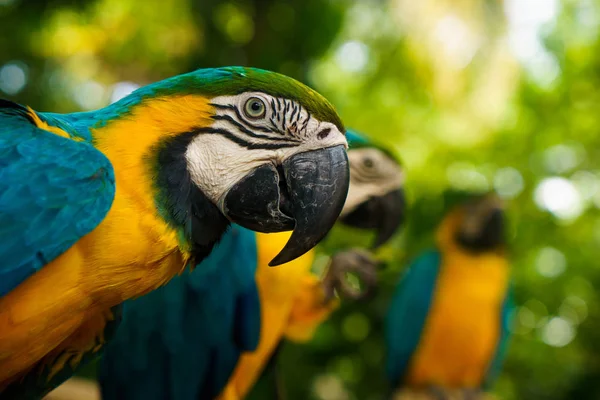 Zöld papagáj ül az ágon, és nézi a kamera néhány más papagájok, háttér — Stock Fotó