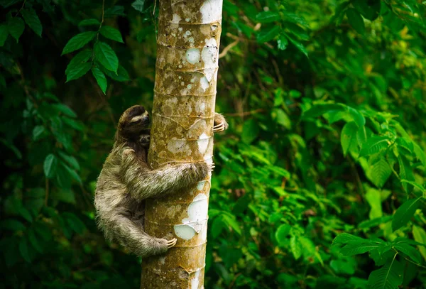 Paresseux à gorge brune avec bébé grimpe sur un arbre — Photo