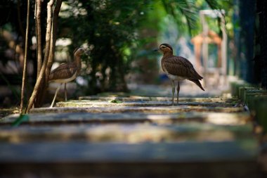 Taş kocagöz, Burhinus oedicnemus, güzel arka planda iki kuş