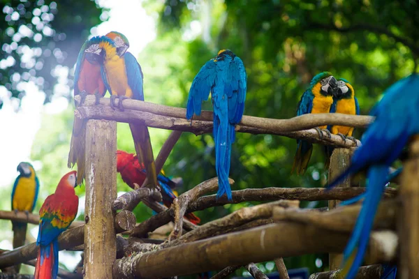 Una gran cantidad de guacamayos azules y amarillos y aras rojos sentados en las ramas del bosque —  Fotos de Stock