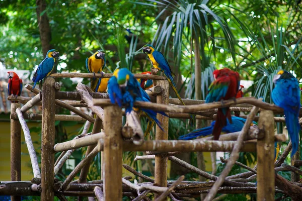 Beaucoup d'aras bleus et jaunes et des aras rouges assis sur les branches dans la forêt — Photo
