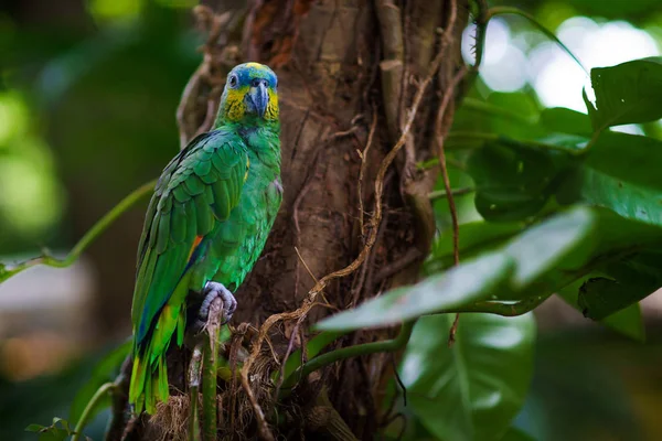 Зелений великий папуга сидить на гілці в лісі і дивиться на камеру — стокове фото