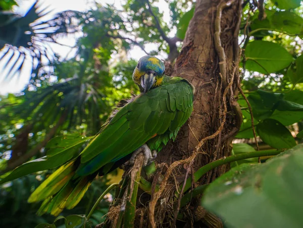 Зеленый большой попугай сидит на ветке в лесу и смотрит в камеру — стоковое фото