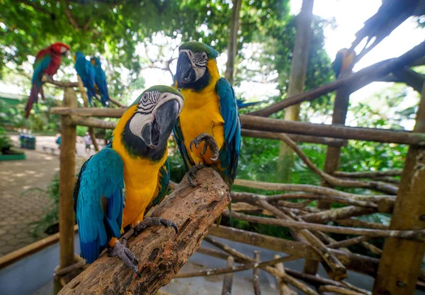 Dos de guacamayos azules y amarillos y sentados en las ramas — Foto de Stock