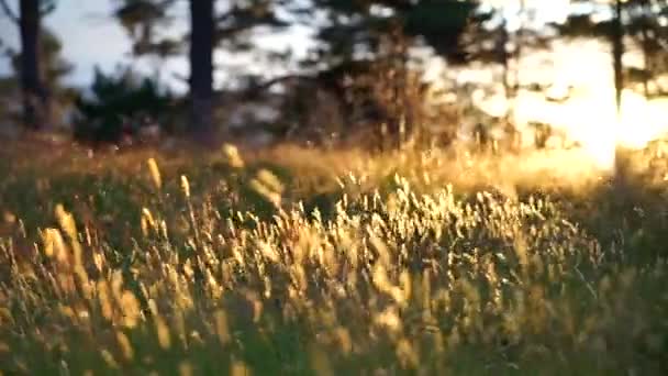 Çiçekli yeşil orman gün batımında, altın çimenler ön planda rüzgarla ağır çekimde hareket ediyor.. — Stok video