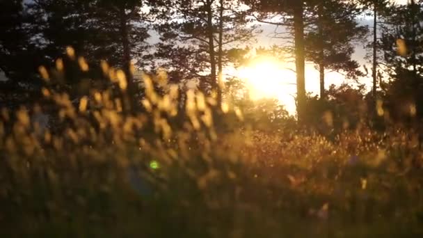 Blühender grüner Wald bei Sonnenuntergang mit Goldgras im Vordergrund, der sich in Zeitlupe durch den Wind bewegt. — Stockvideo