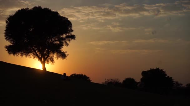 Silhouette of soap bubbles near big tree at sunset in slow motion — Stock Video