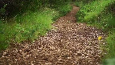 Yeşil ormanda gün boyunca yürüyüş yolu