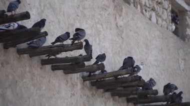 Souq Waqif ve güvercinler Doha 'daki eski evde oturuyorlar.