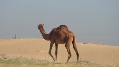 Abu Dabi 'de çölde yürüyen develer.
