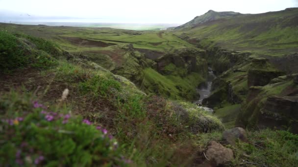 Flores borrosas con río en el cañón verde en la pista de Fimmvorduhals en Islandia . — Vídeo de stock