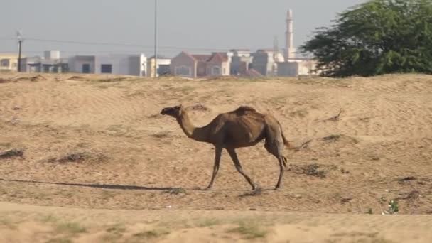 Camellos caminando en el desierto en Abu Dhabi Emiratos Árabes Unidos en cámara lenta con paisaje urbano en el fondo — Vídeo de stock