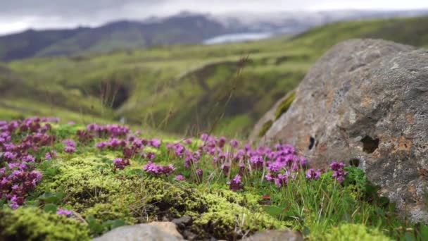 Violeta flores silvestres con montaña borrosa con glaciar. Islandia, Fimmvorduhals — Vídeo de stock