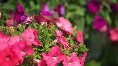Corniche İstasyonu 'ndaki renkli çiçek ve şemsiye kemeri. Doha, Katar
