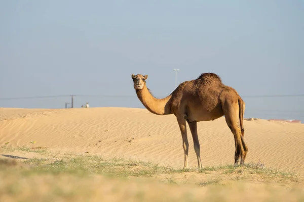 Cammelli che camminano nel deserto ad Abu Dhabi Emirati Arabi Uniti — Foto Stock