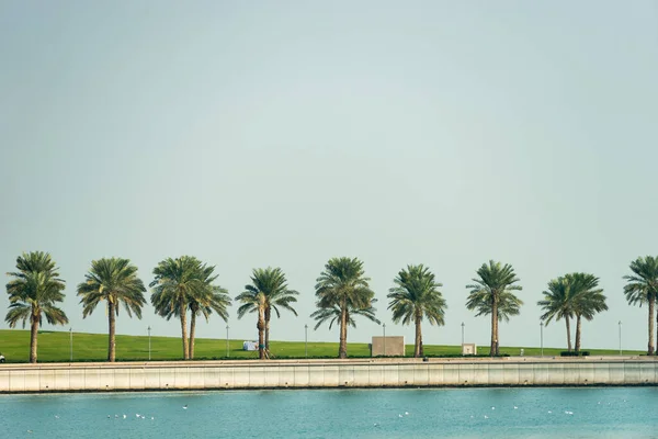 Coast line with palms in one line and sea on background and on foreground