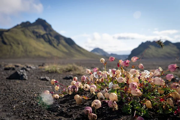 Zamazany wulkan i krajobraz z kwiatami na pierwszym planie. Islandia. Południowa część. Fjallabak. — Zdjęcie stockowe
