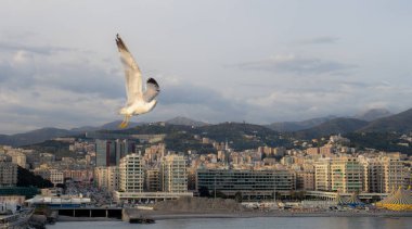 Bir yaz günü arka planda Panoramik manzaralı Ceneviz Limanı ile uçan martı, İtalya