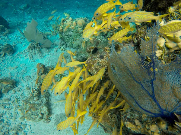 Paisaje submarino con muchos peces pequeños y coral. México. — Foto de Stock