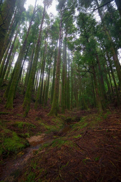 Еловый лес, солнечные лучи сквозь туман, освещающий Мосс и покрытый папоротником лесной настил — стоковое фото