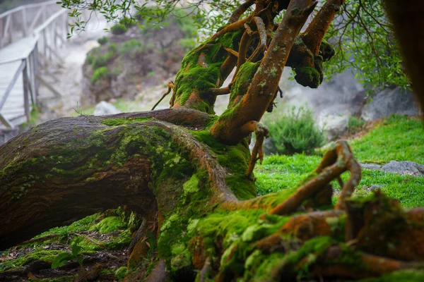 Old fallen mossy tree, foliage, roots and mysterious shine with birds singing — Stock Photo, Image