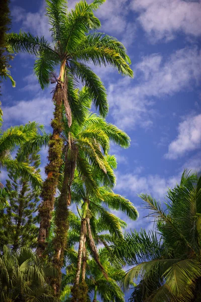 Tropikalne drzewa na tle niebieskiego nieba koncepcja tła — Zdjęcie stockowe