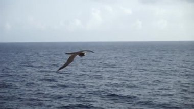 Çok yaklaştın. Büyük bir kuş Sulidae balık aramak için denizin üzerinde güzel bir gökyüzüne doğru uçar.