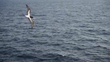 Çok yaklaştın. Büyük bir kuş Sulidae balık aramak için denizin üzerinde güzel bir gökyüzüne doğru uçar.