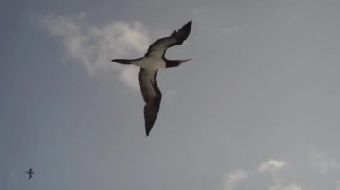 Çok yaklaştın. Büyük bir kuş Sulidae balık aramak için denizin üzerinde güzel bir gökyüzüne doğru uçar.
