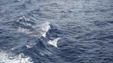 Yunuslar bir yolcu gemisinin arkasında yüzer ve dalgaların üzerinden atlarlar. bir sürü deniz kuşu