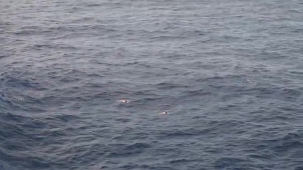 Muy cerca. Un gran pájaro Sulidae vuela sobre el mar contra un hermoso cielo en busca de peces — Vídeo de stock