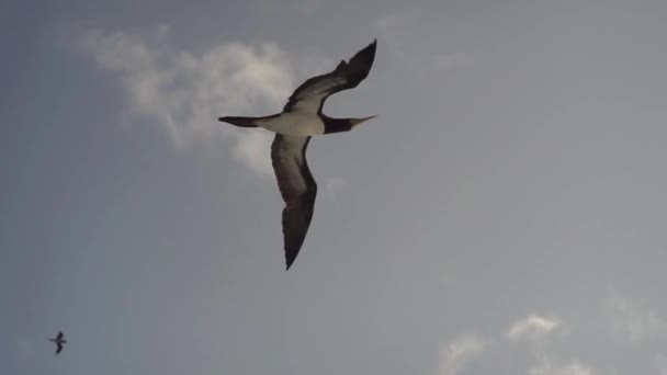 Muy cerca. Un gran pájaro Sulidae vuela sobre el mar contra un hermoso cielo en busca de peces — Vídeo de stock
