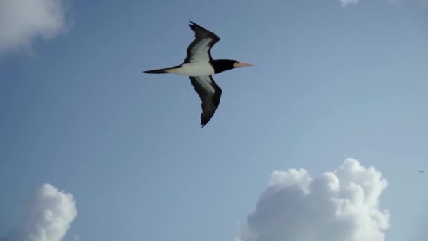 Un gran pájaro Sulidae vuela sobre el mar contra un hermoso cielo en busca de peces — Vídeo de stock