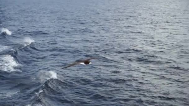 Muy cerca. Un gran pájaro Sulidae vuela sobre el mar contra un hermoso cielo en busca de peces — Vídeos de Stock