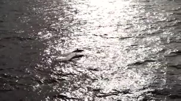 Golfinhos nadam atrás de um navio de cruzeiro e pulam sobre ondas quebrando. muitas aves marinhas — Vídeo de Stock