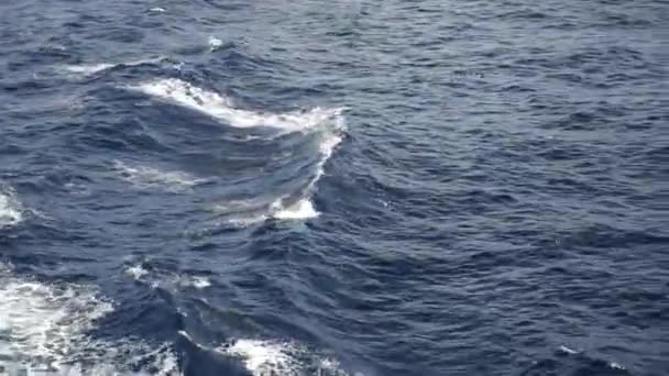 Delfinek úsznak egy sétahajó mögött, és átugranak hullámtörő hullámokon. sok tengeri madár — Stock videók