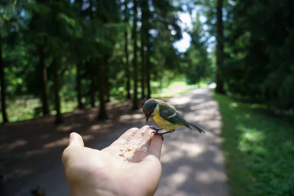 Un pájaro se sienta en la mano de un hombre — Foto de Stock