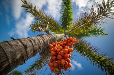 Palmiye ağaçları - güzel bir mavi gökyüzü karşı mükemmel palmiye ağaçları