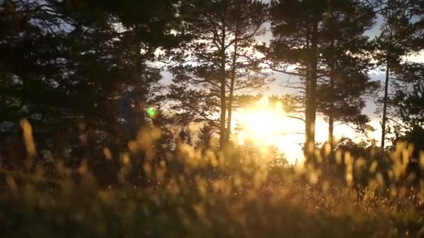 Bloeiende groene bos bij zonsondergang met goud gras voorgrond bewegen in slow motion door de wind. — Stockvideo