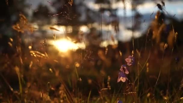 Campana Azul Flores en la puesta del sol. Hermoso campo de pradera con flores silvestres de cerca — Vídeo de stock
