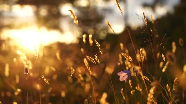 Campana Azul Flores en la puesta del sol. Hermoso campo de pradera con flores silvestres de cerca — Vídeo de stock