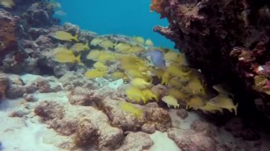 A large flock of tropical yellow fish in a coral reef