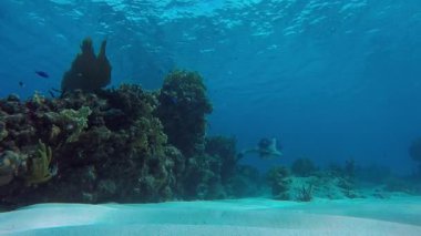 su altında canlı mercan resif üzerinde kayma freediver