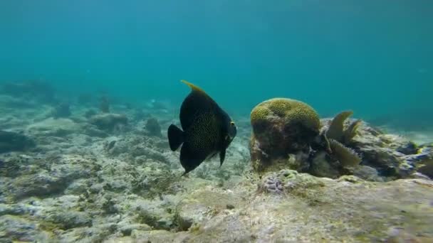 Franse zeeduivel en snapper zwemmen in het Caribisch gebied — Stockvideo