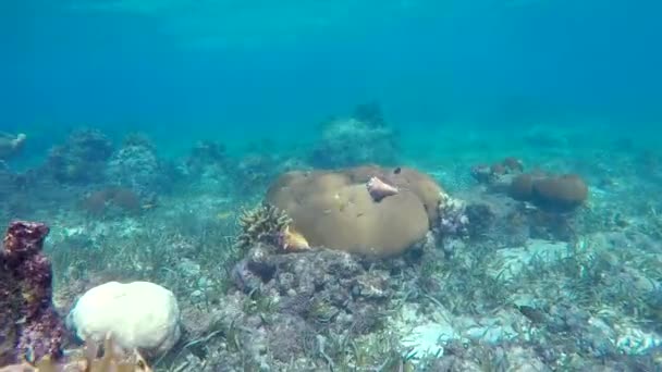 Moviéndose bajo el agua a través de corales y conchas — Vídeo de stock