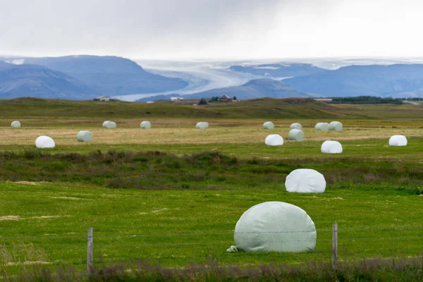 Bale of fodder grass wrapped in white plastic lying on the field in Iceland.