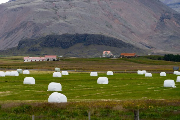 Bale of fodder grass wrapped in white plastic lying on the field during stormy cloud in Iceland.